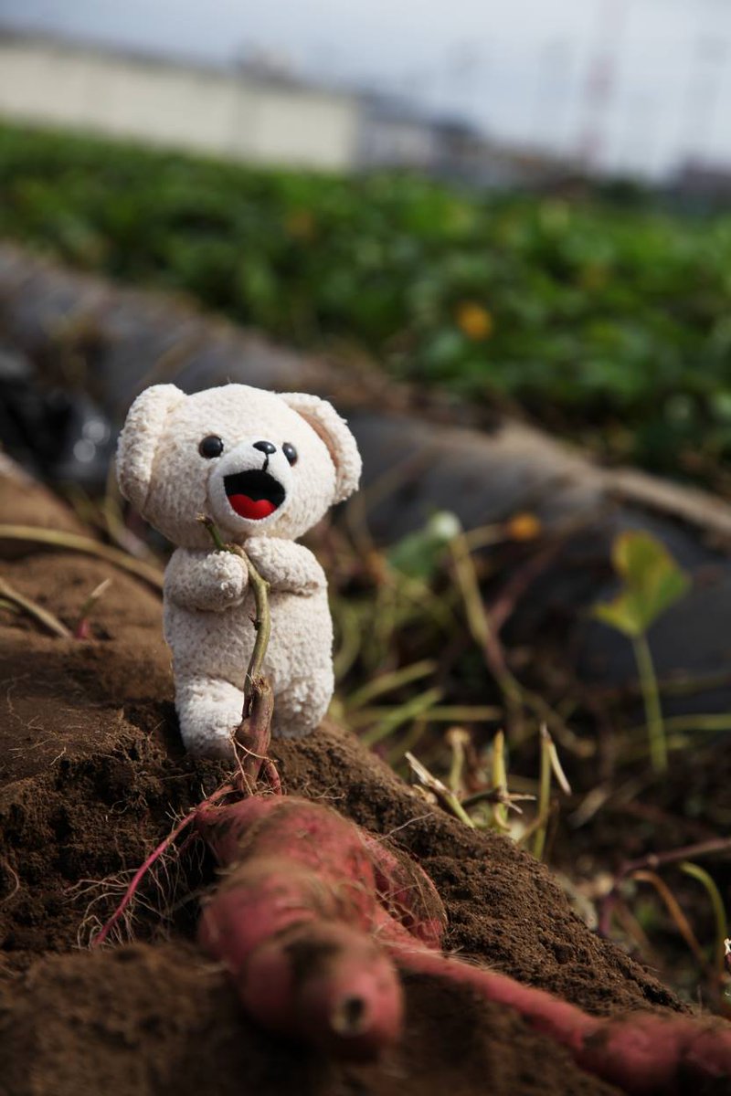 Pompom さん アイコン投稿してみる🎂🤍 私って24のときからぽむあやだったん