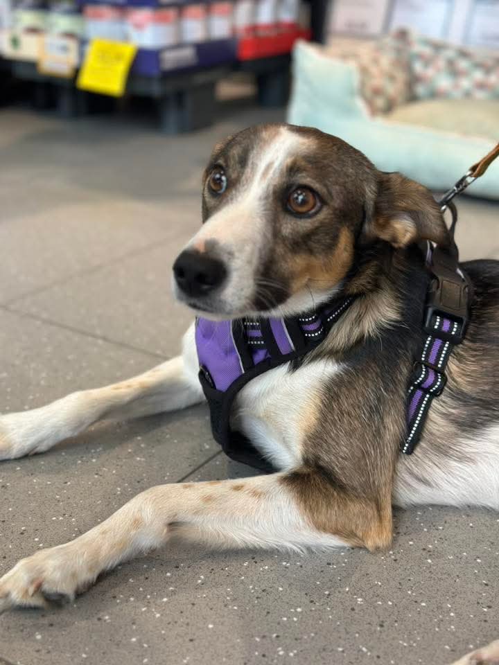 TWIX🐕🙏🏡🆘Jest piękny, młody, ideał...czego chcieć więcej ♥️ Spojrzysz w jego oczy,a zobaczysz wszystko:tęsknotę, pragnienie dotyku i wielką potrzebę miłości😔
Ma 2 lata i marzy o swoim kochającym domku 🥹
Schronisko w Orzechowcach
☎️16 672-07-07 
☎️787 212 469 
☎️666-601-865