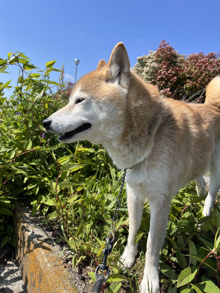 papillonmonica's tweet image. 土手のどん突きで一緒に佇む
愛しのマメ吉
そして今も頻繁に行っている
ポケットにマメ吉入れて

2023年4月26日📷
#柴犬