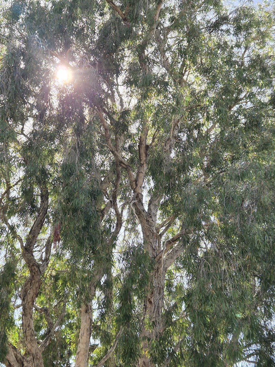 Chrissy13308469's tweet image. 😊#TuesdayTrees🌳🌞💕🦋