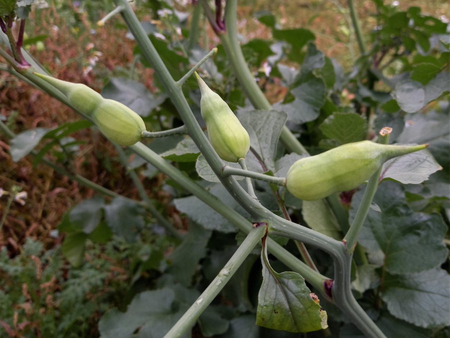 Acker-Rettich (Raphanus raphanistrum) - hier auf einer Brache. Junge Blätter/Triebspitzen sind essbar, wie die jungen Fruchtschoten und zarten Blütenstängel. Er bildet im Gegensatz zum Garten-Rettich keine verdickte Wurzel.