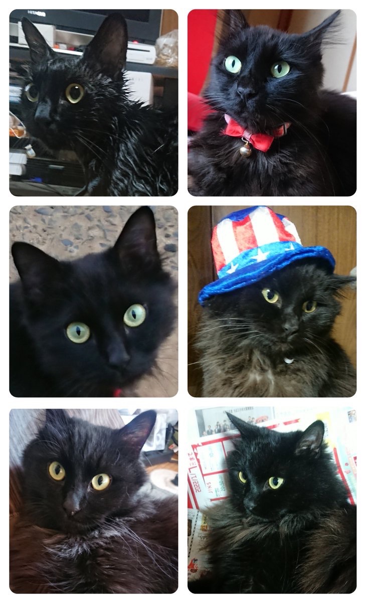 nekoku02's tweet image. 本日で行方不明から3年4ヶ月になりました。くーが心配でとてもつらい日々ですが、“その時”がくればわたしはくーだと判るのではないかと自惚れでなく思う事があります

くーの傍にいる方からのご連絡をずっとお待ちしております。宜しくお願い致します
#東庄町 #香取市 #銚子市 #迷い猫 #迷子猫 #千葉県