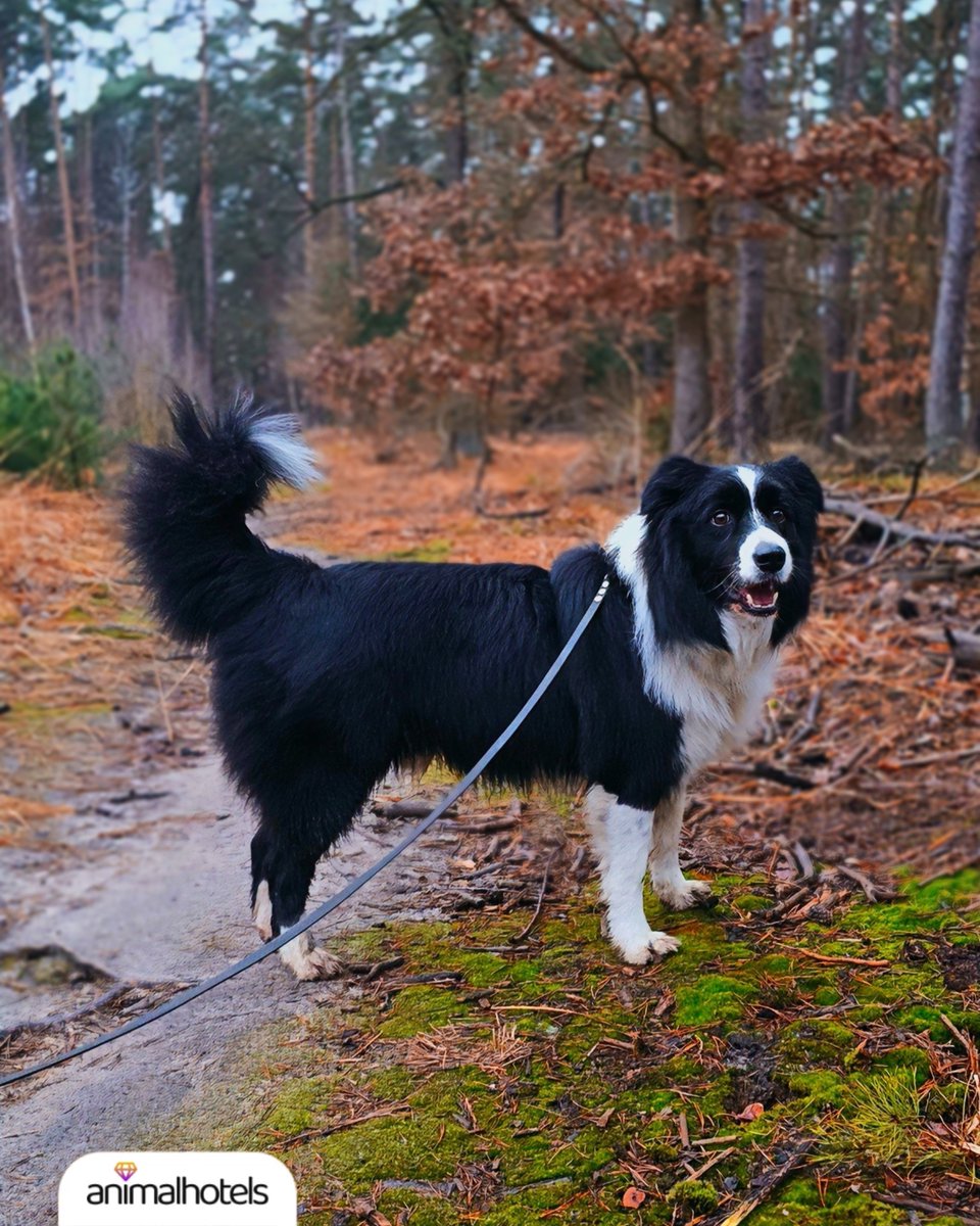 If you’re looking for some autumn walk motivation, here’s a hint - it has four paws, lots of fur, and the happiest smile 🍂

📲 Looking for someone to take care of your friend? Download our app and find pet sitters who’ll love your pet 💛

#animalhotels #petsitter #fyp #pets