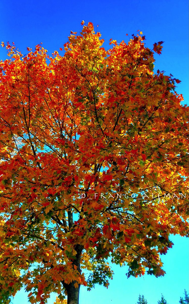 have a great day! 😀

bonne journée! 🙏

#tuesdaymotivations #mardi #Dienstag #FelizMartesATodos #autumn