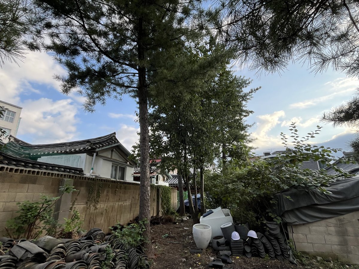 solmirfather's tweet image. 어제(10/20,월) 작업은 
아마도🤔 서울 도심 가장 한복판 까지 진출 ..
워낙 구도심 인데다 건물 뒷편인지라 아무리 돌아봐도 “장비”가 진입할 수 없어, 우리 #수목관리인(#Arborist)을 부른 듯 😎 
암튼 좁은 주택가 #위험목 여럿 전지와 리깅후 벌채 🤐
#서울공예박물관(서울.종로.안국동)
#공예별당