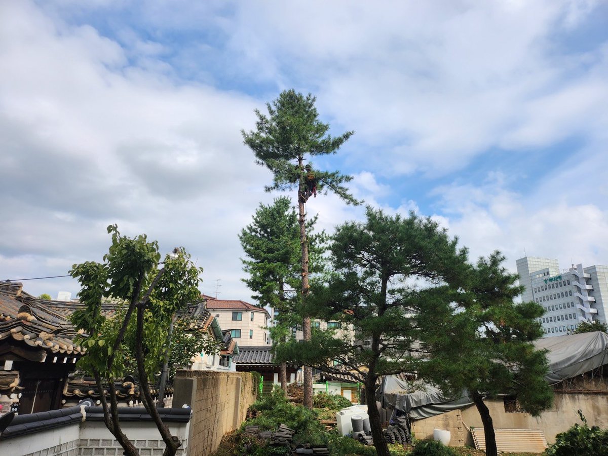 solmirfather's tweet image. 어제(10/20,월) 작업은 
아마도🤔 서울 도심 가장 한복판 까지 진출 ..
워낙 구도심 인데다 건물 뒷편인지라 아무리 돌아봐도 “장비”가 진입할 수 없어, 우리 #수목관리인(#Arborist)을 부른 듯 😎 
암튼 좁은 주택가 #위험목 여럿 전지와 리깅후 벌채 🤐
#서울공예박물관(서울.종로.안국동)
#공예별당