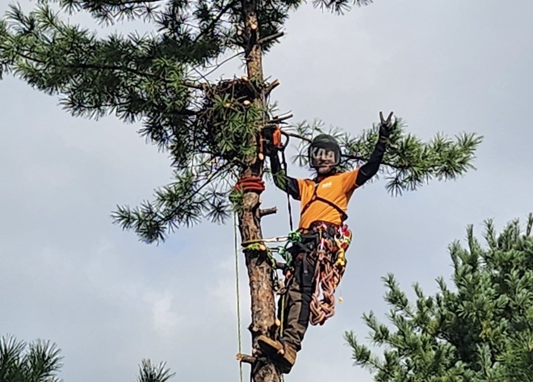 solmirfather's tweet image. 어제(10/20,월) 작업은 
아마도🤔 서울 도심 가장 한복판 까지 진출 ..
워낙 구도심 인데다 건물 뒷편인지라 아무리 돌아봐도 “장비”가 진입할 수 없어, 우리 #수목관리인(#Arborist)을 부른 듯 😎 
암튼 좁은 주택가 #위험목 여럿 전지와 리깅후 벌채 🤐
#서울공예박물관(서울.종로.안국동)
#공예별당