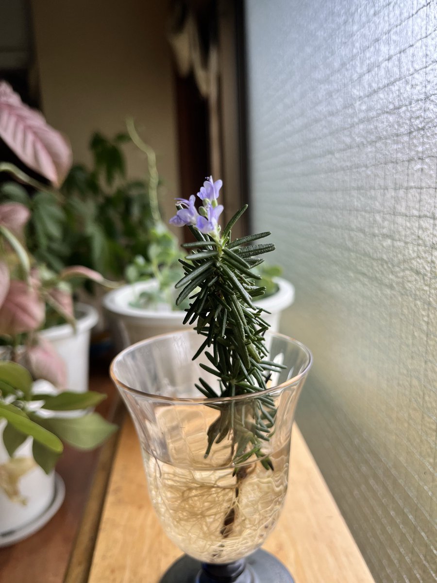 chachahime55's tweet photo. 水栽培のローズマリーでも花が咲くんだね〜
植木でも見たことなかったから、
なんか嬉しいな☺️

#ローズマリー
#水栽培
#花 https://t.co/OnWnVA9zrK