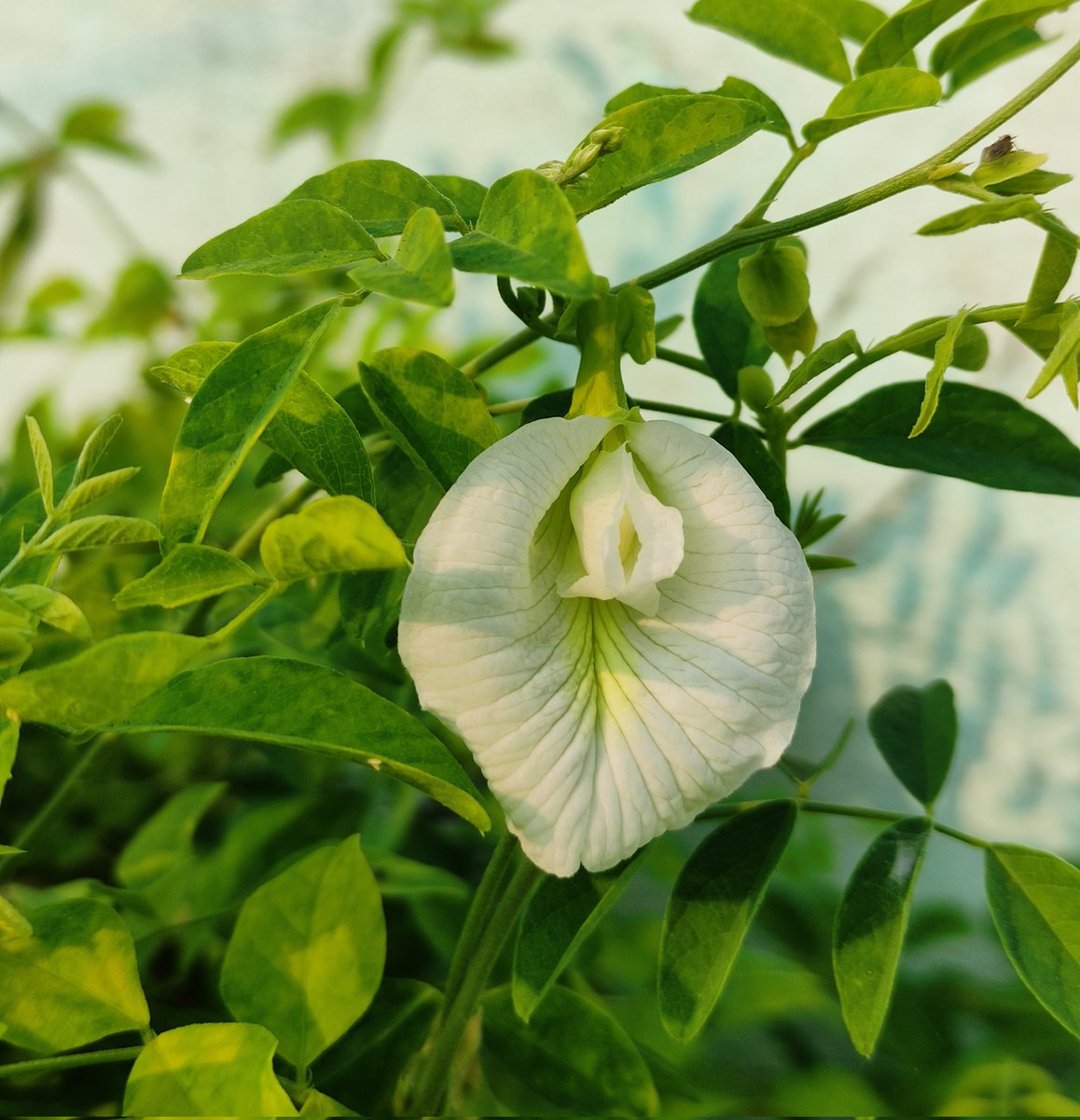 उम्र-ए-दराज़ माँग के लाई थी चार दिन
दो आरज़ू में कट गए दो इंतिज़ार में

सीमाब अकबराबादी