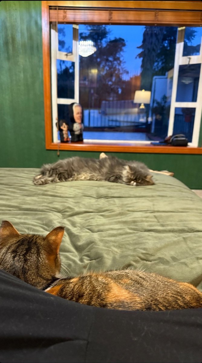 Liliiiii2013's tweet image. Weyyyyyyyy por qué no veo a nadie hablando de la foto que subió Alexis con unos gatitos y las almohadas de él y Aarón al fondo, qué tierno! 🥹❤️
AARON TE AMAMOS
BRILLAARON LA PISTA ES TUYA
#LaCasaDeAaron #AaronMercury