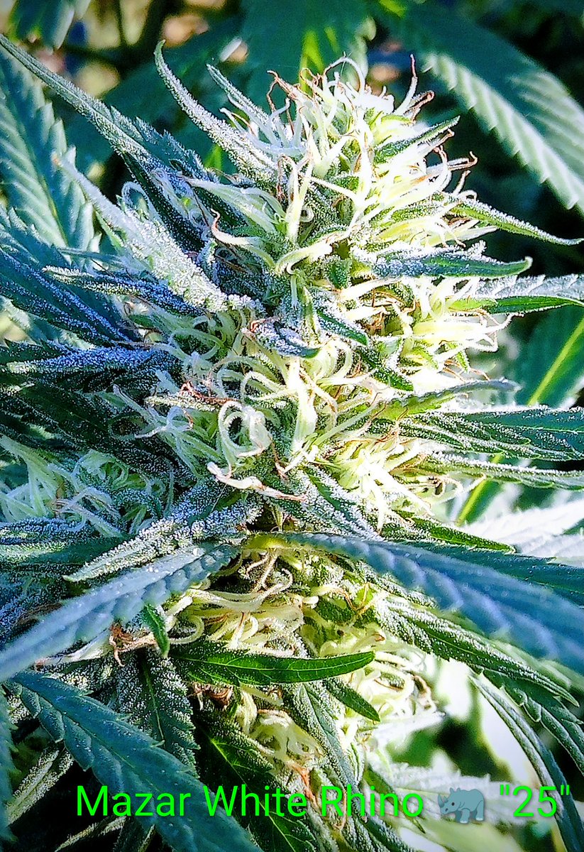 I crossed this Mazar X White Rhino 🦏 with a Cookie's F1 🍪from 2024 male and got about 30 seed's. <a href="/irvineseedco/">Irvine Seed Company</a> <a href="/cookiesglobal/">Cookies 🍪</a> #Sesh 🔥💜#Cannabis