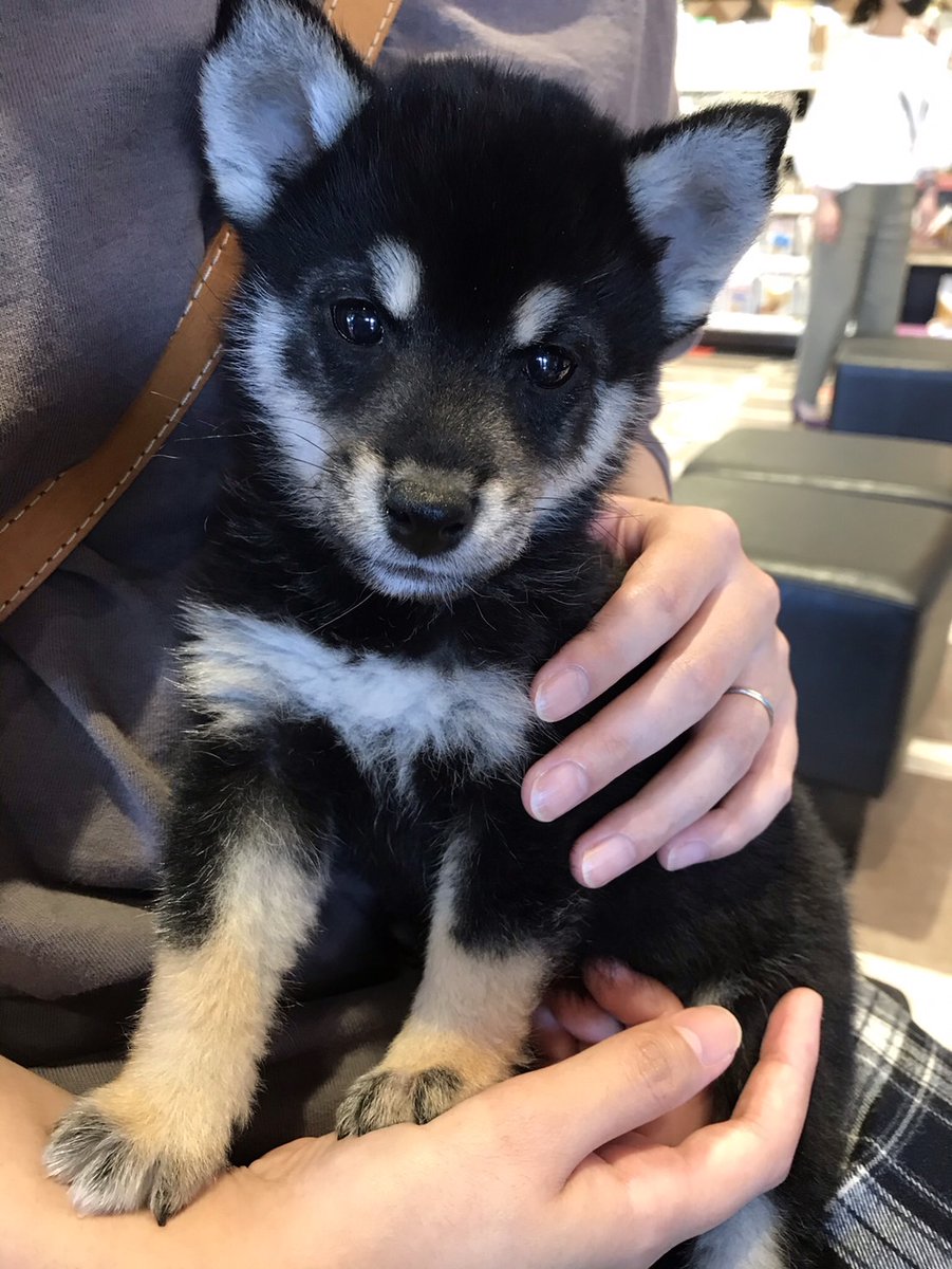 柴猫茶漬け (@96shi__ba__) / Posts / X