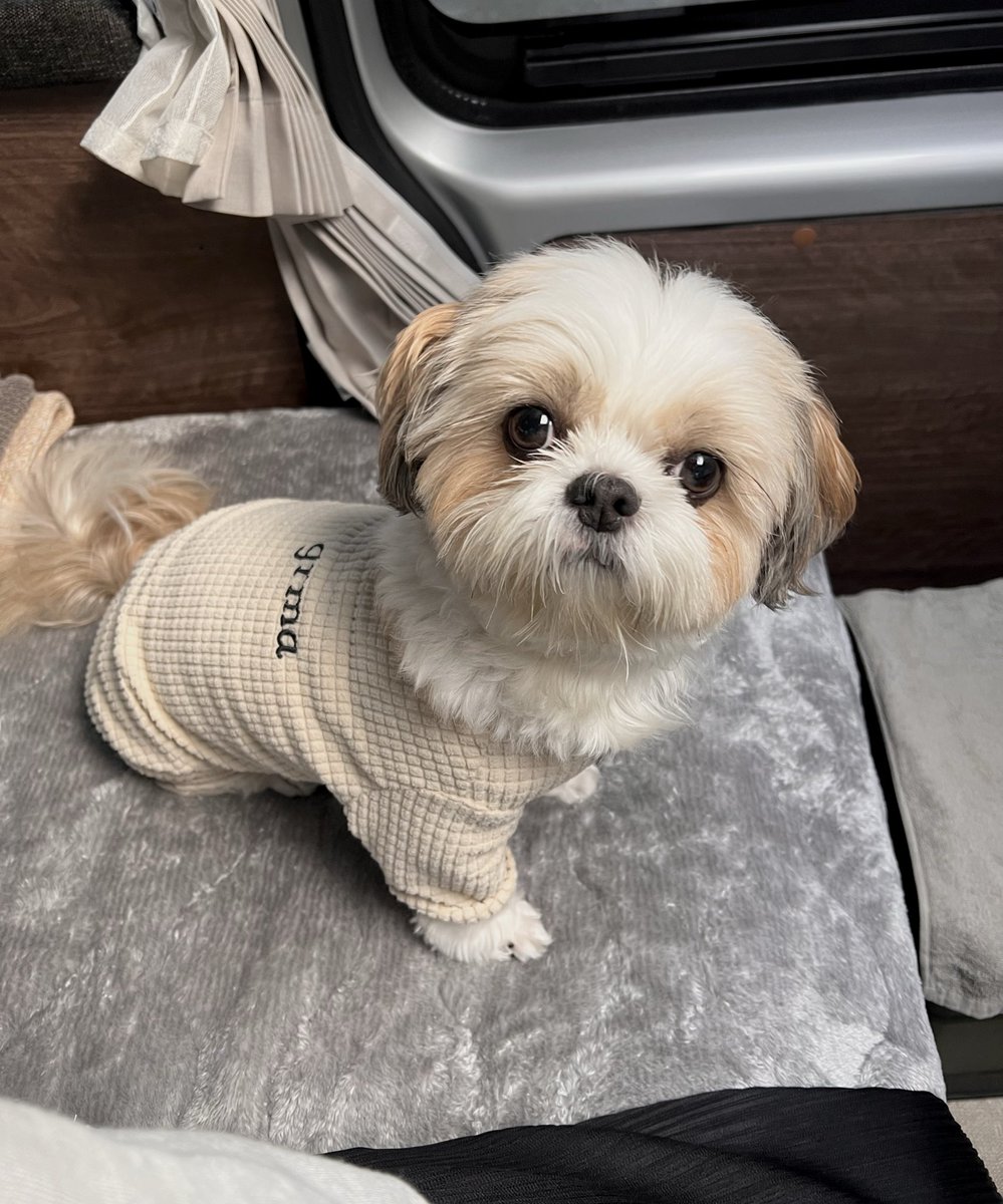 piko_kakarotto's tweet image. ご近所のお婆に「おめはうんどもすんともワンども言わねの？いづもそうなの？」と10回くらい言われてた。あと「目がおっづくて外国の女の子みでだな」とも同じ数だけ言われてた。ぴっちゃんは相変わらず喜んでた