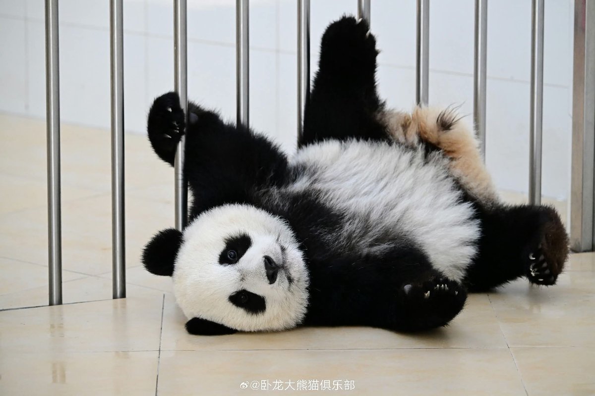 kate68_102's tweet image. Cute and handsome Xin Qiao