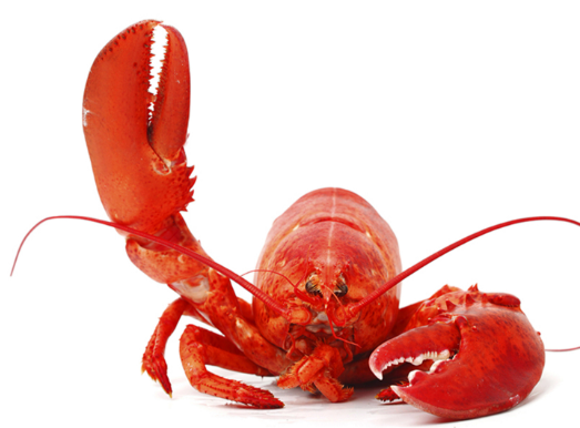PeteWriting's tweet photo. #Writer #Poetry #WritingCommmunity #Scribblings
Today's clickety clicks๐
4. Lobster. Poetry.
Did you wonder about thermidor? Me neither. #Crustacean #Cetacean #SevenNation
https://t.co/PdkSBeYVkJ https://t.co/Uljzj63JTX