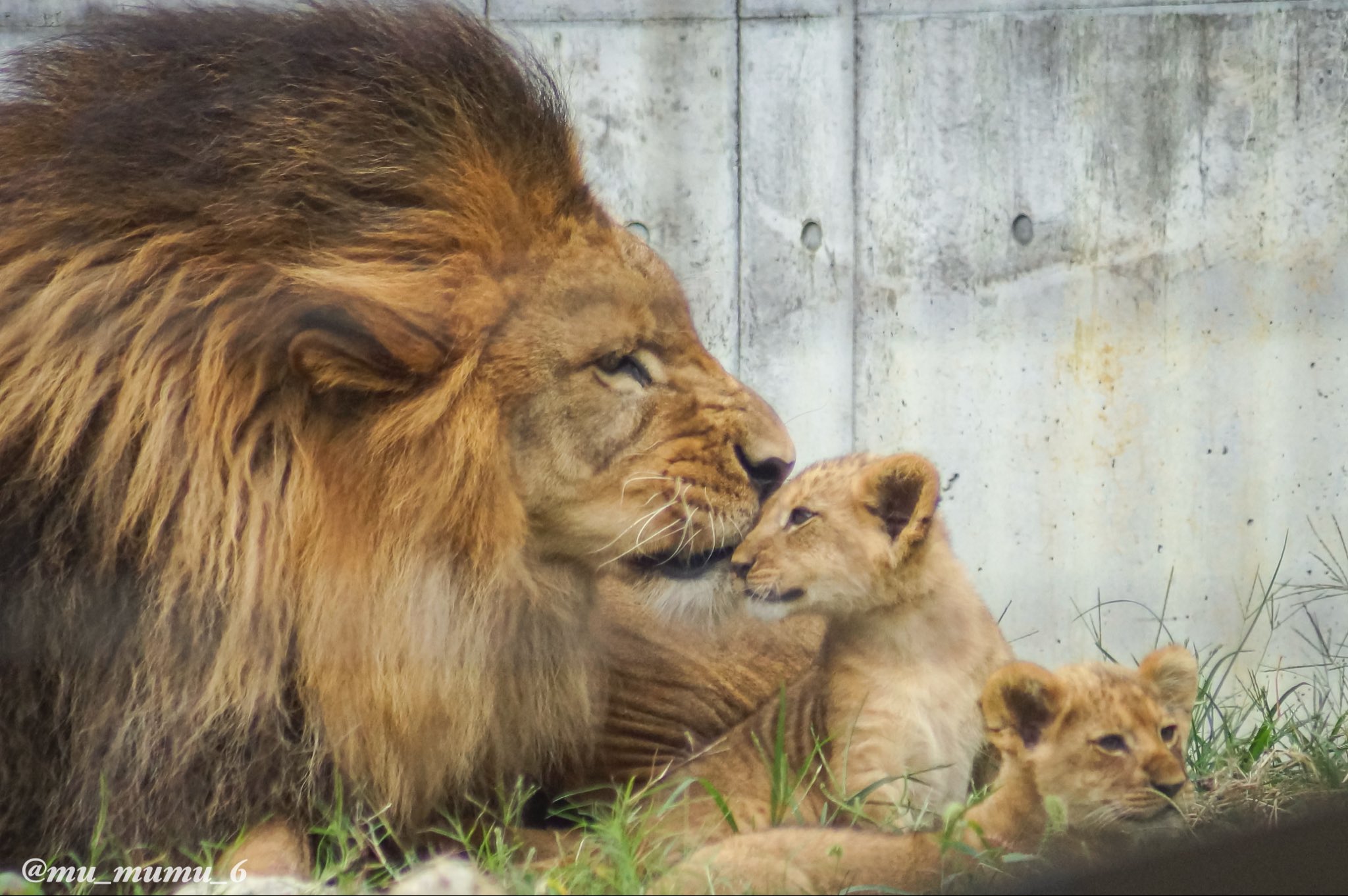 ライオンおまとめページ 楽天市場】ハッピーペーパートイ 立体模型 工作キット