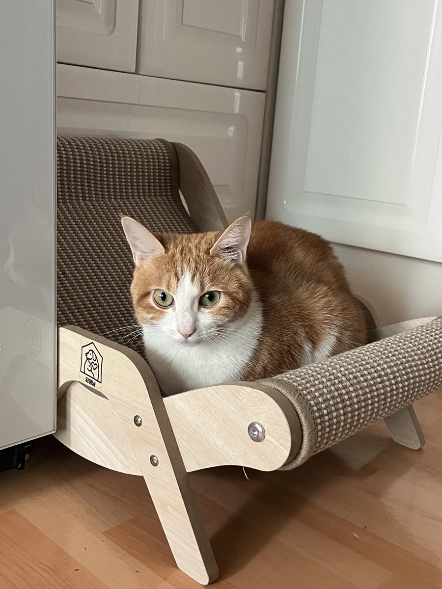 자기 겁많아서
절대로 물렁한 바닥에 안올라간다고 난리더니
(올려놓으면 짬뿌해서 튀어버림) 
갑자기 마음에 든대