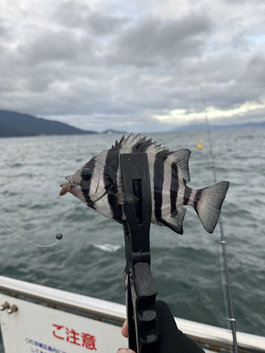 かもめ🐟 (@GULL727) / Posts and Replies / X