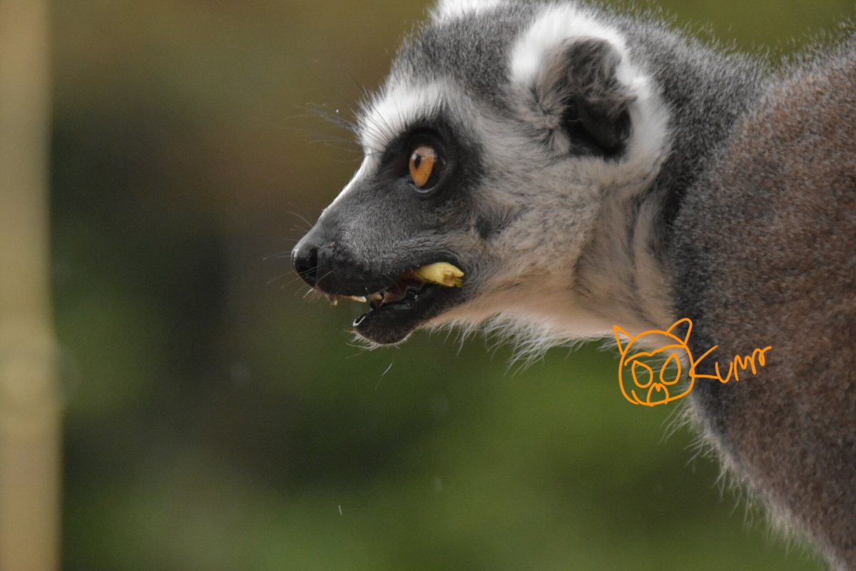 おくま (@okuma096) / Posts / X