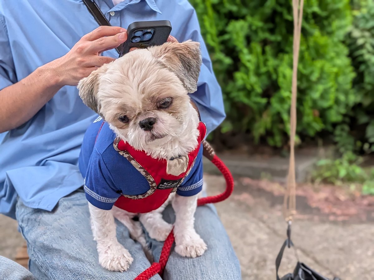 kaopapa0317's tweet image. スマホでも撮ってみた

スマホとカメラ
どっちが良いかは
お好みしだい

#スマホ撮影
#Googlepixel10