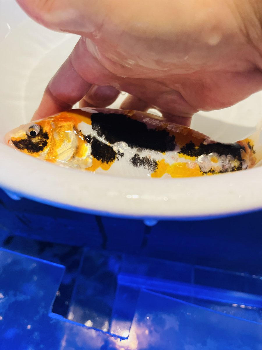 褹鯉様 游鯉 | 新・古美術 高美堂（こうびどう） | 古美術・骨董・掛軸