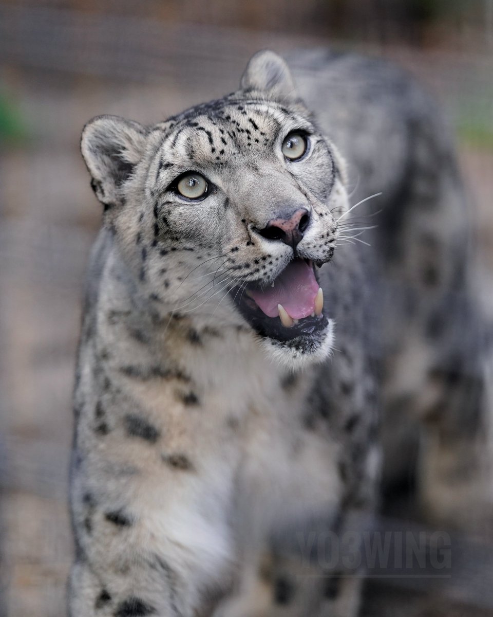 フブキくんでこんにちは🐾　

#円山動物園 
#ユキヒョウ 
#snowleopard