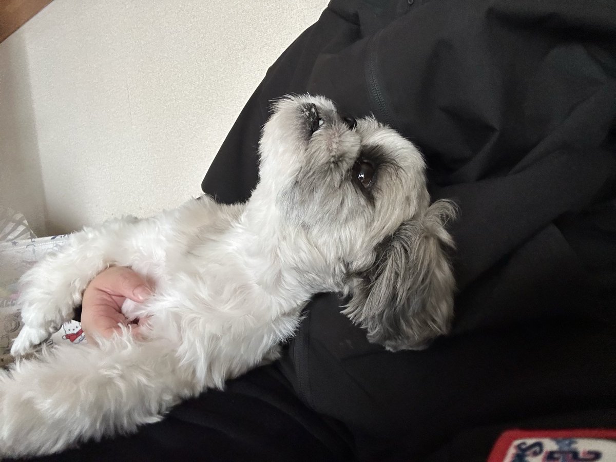 tikoderossi's tweet image. 昨日はお預かりだったから今日はのんびりしようね。