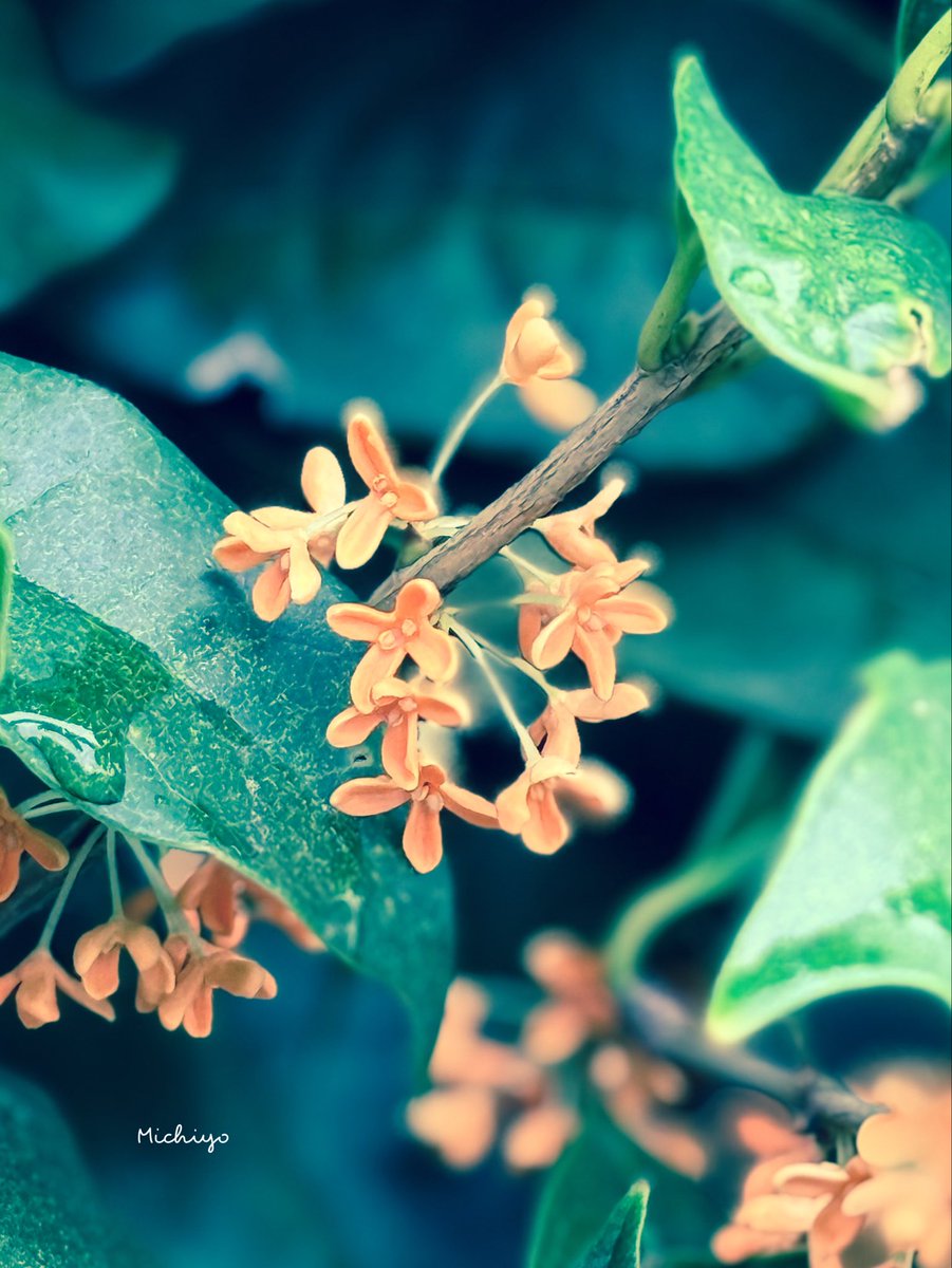 ❤華恋さま❤NoteMakingEnergy❤ ❤華恋さま❤NoteMakingEnergy❤ 天地華恋 - Cerca / X