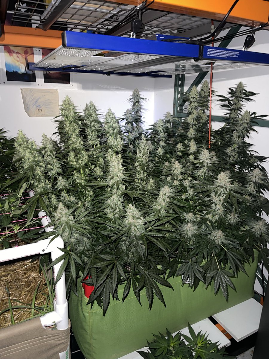 My last auto flower run with Gnome Automatics genetics in the 40x40 Honor Bags living soil bed. Was 3 or 4 varietals in there, helping him test out some of his new gear and none disappointed. Autos are great and definitely have their place in the garden. I especially like to