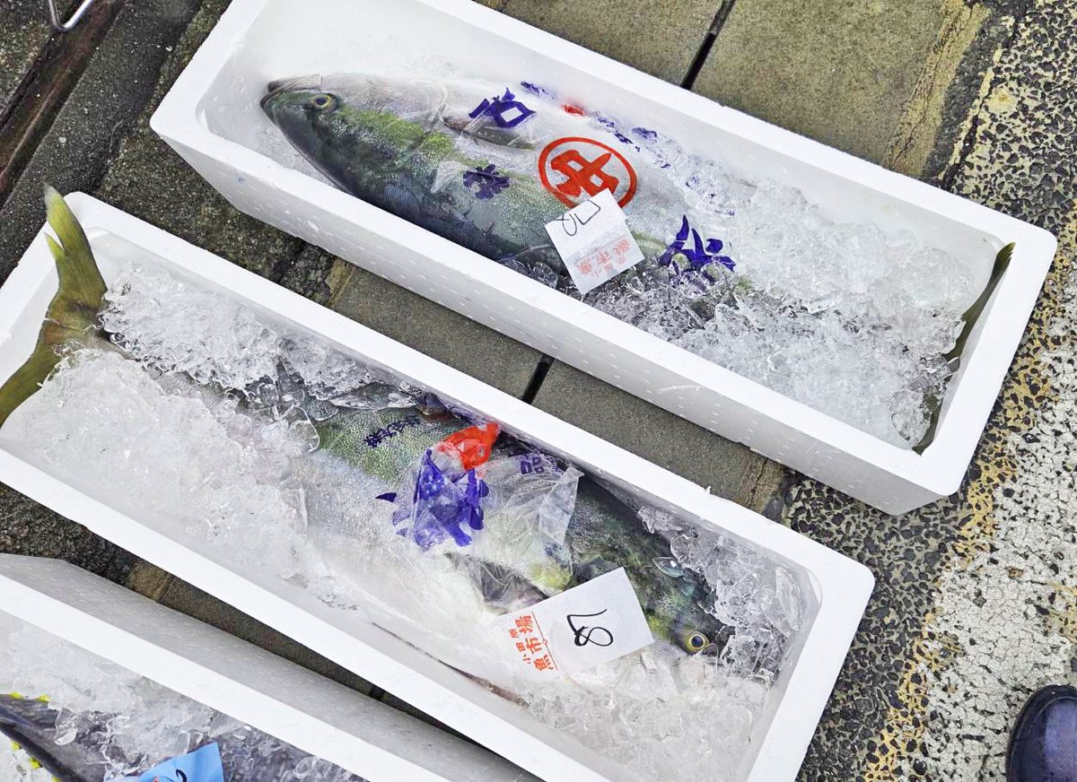 JSFOOD's tweet image. 本日の小田原魚市場から！
地魚ではないですが、北海道知床からの天然ブリが良い感じに仕上がっております！

脂がのった天然ブリ🐟

寒ブリ旬の走りが来ています🥰
本日も12kgサイズのブリを買わせていただきました！

素敵なサシが入っていて、おいしそうなので思わず個人用にも購入😍