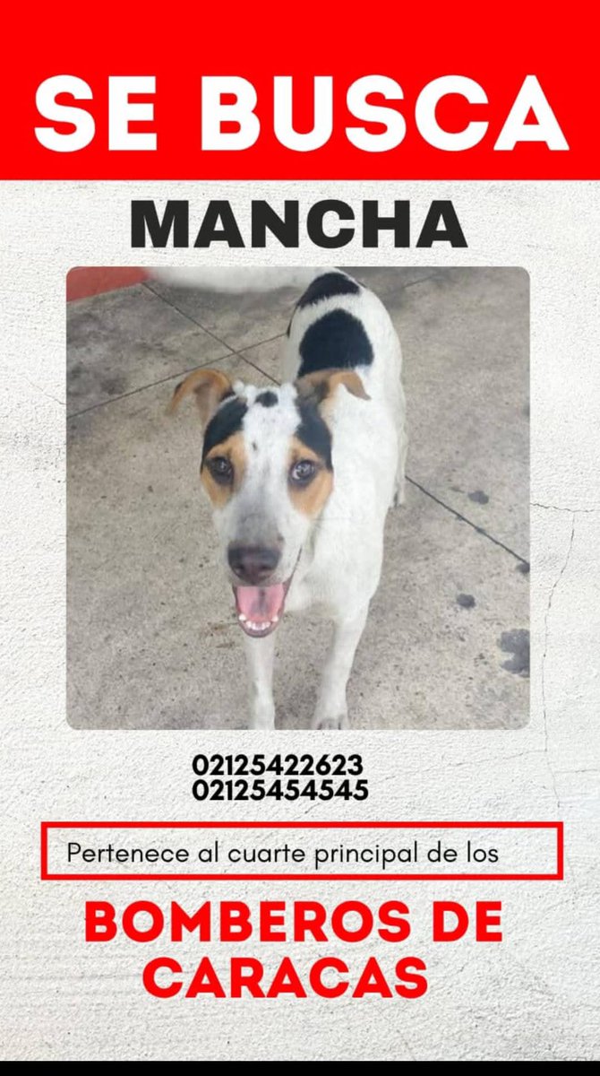 PerroUsuario's tweet image. Se perdió hace dos días, es de la estación de bomberos de la avenida Lecuna. Si saben de ella por avisar a esos números, o a este 04243475717, gracias. Caracas. Difundimos