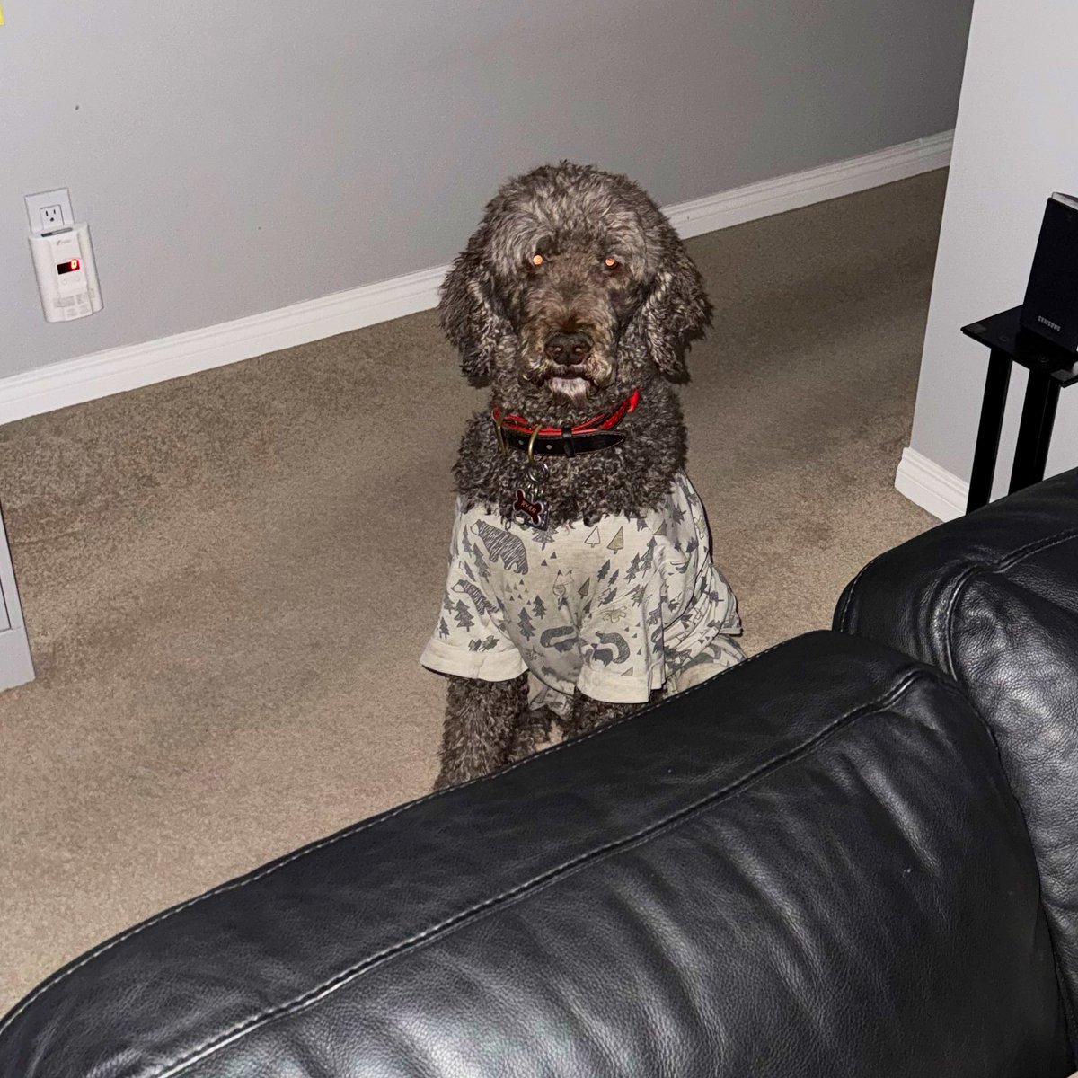 We couldn’t even watch so, we sat behind the sofa. Luckily, the <a href="/BlueJays/">Toronto Blue Jays</a> won and will go on to the #WorldSeries #spoo #spooinjammies