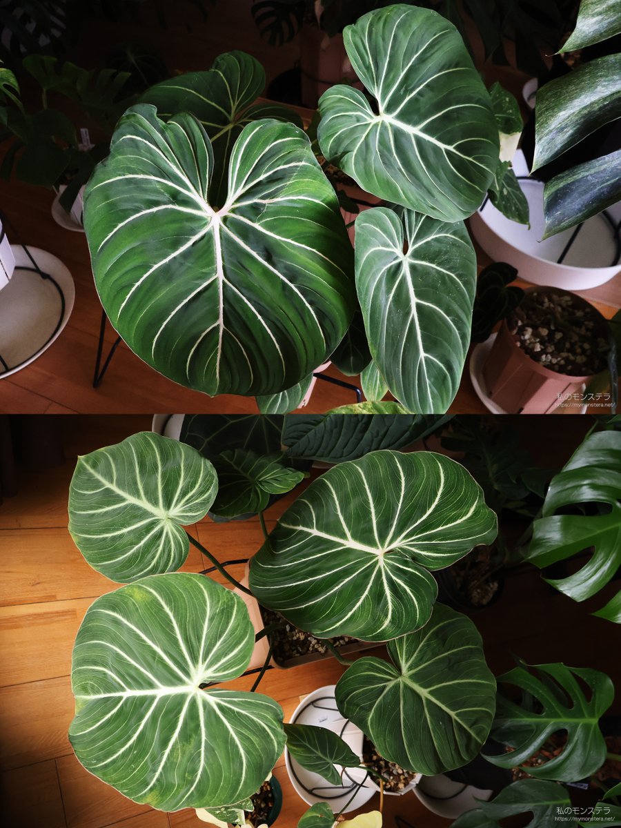 ❤️ モンステラさま❤️ 私のモンステラ on X