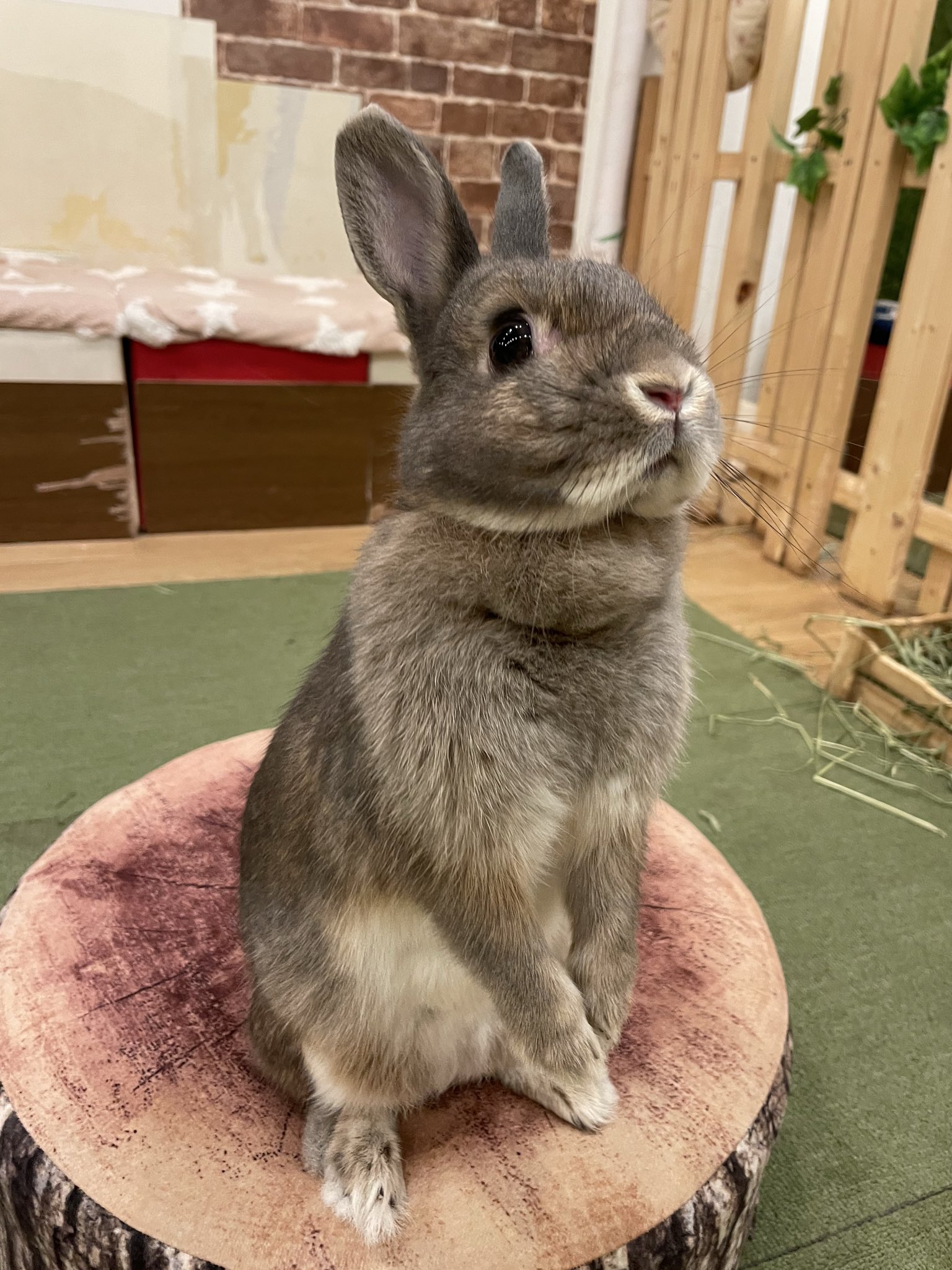 赤いたぬきと愉快なうさぎ さん専用2023年製145/80R13ブリヂストン 赤いたぬきと愉快なうさぎ さん専用2023年製145/80R13