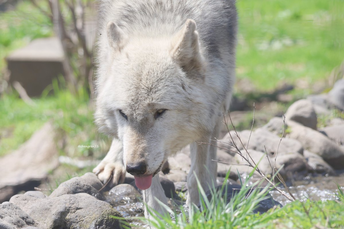 冬狐＊即購入OK Cheng-Ren🦊🐺 on X
