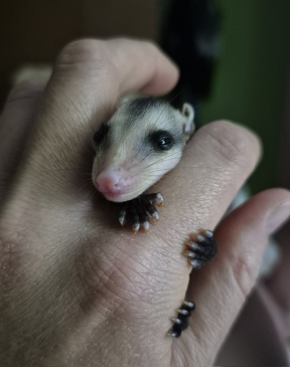 Hasta mañana, humanos