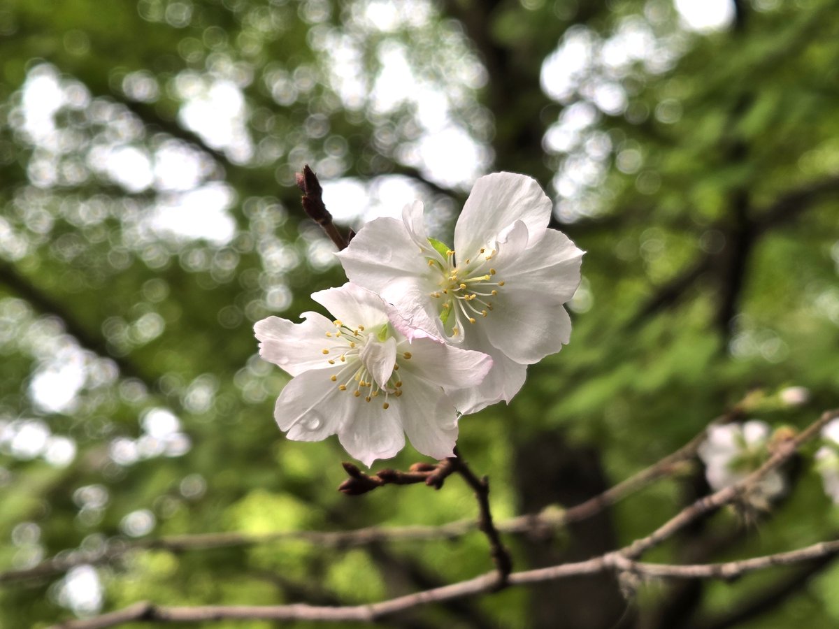 Mr.にゃんちゅう (@mr_nyancyu) / Posts / X