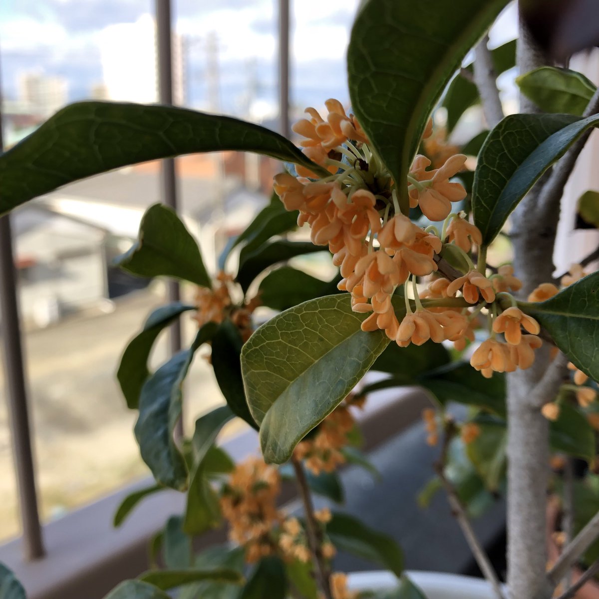 delionpon's tweet photo. 鉢植えの金木犀が咲きました。
#金木犀
#fragrantolive
#秋 https://t.co/8akGCDztq5