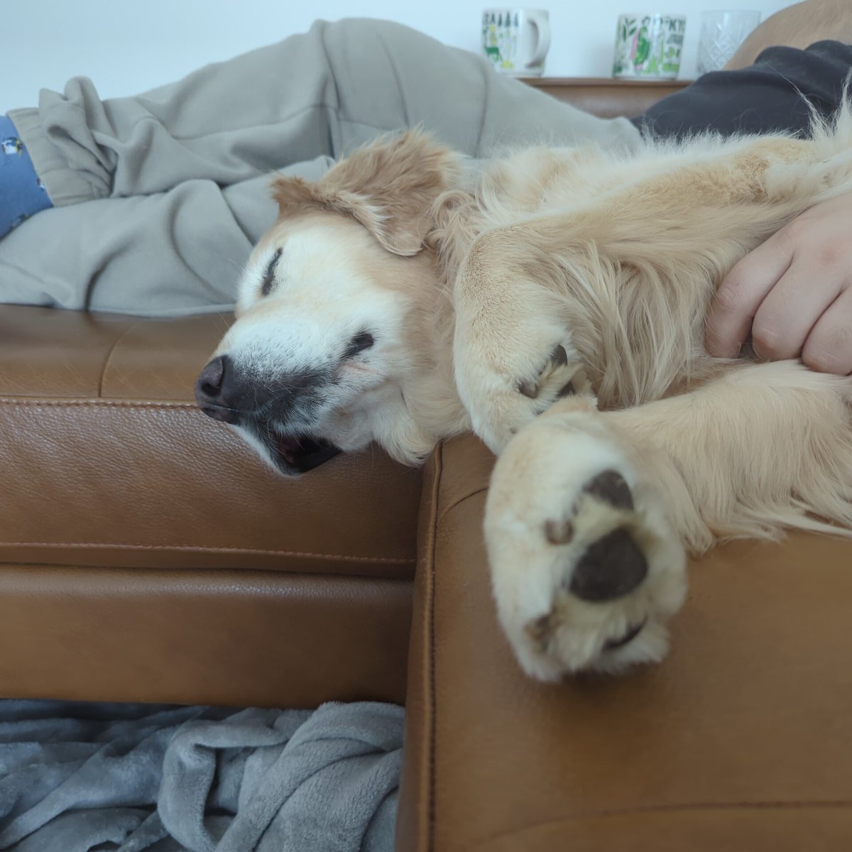 WildRefrain's tweet image. Little life update 😅

I've been flooded by a bout of pneumonia and asthma, been in hospital for a chunk of the weekend but recovering well.

Im spending the time recovering and planning some cool stuff, but there won't be content for a little while friends ❤️

Daisy is happy🔥