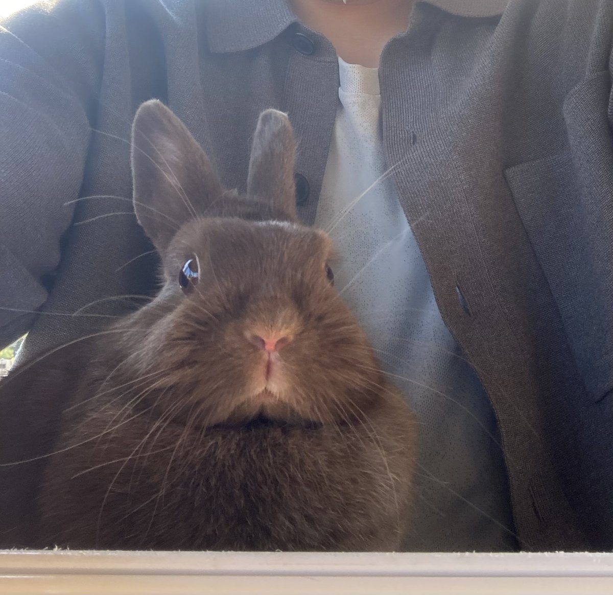 うさぎと触れ合って一緒に写真撮った
めっちゃ癒される🐰