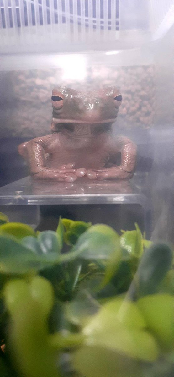 keromaruz's tweet image. しかくいカエル□■　(チョップ)

#かえる
#クツワアメガエル