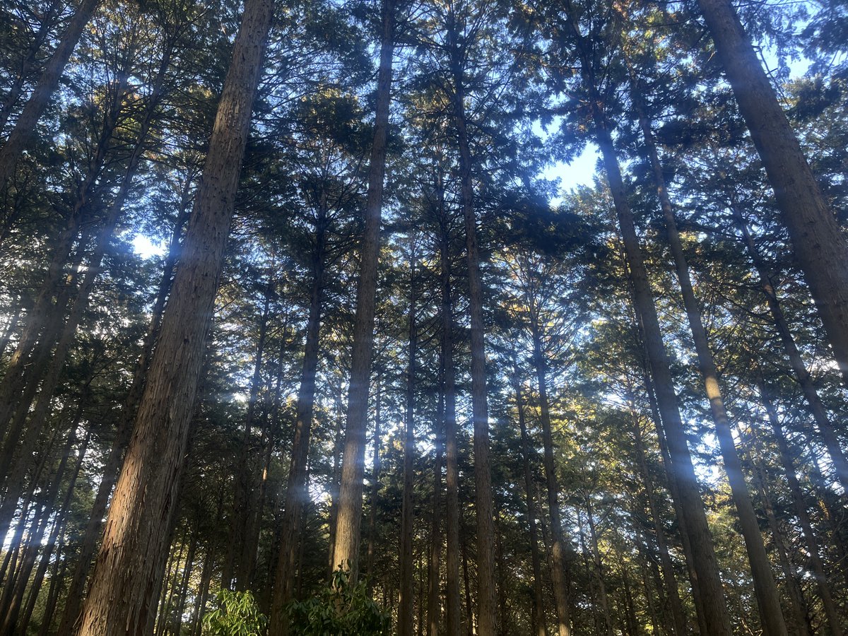 【コスプレイヤーの皆様へ‼️新しいスタジオスペースが生まれます✨】
こちらの神社と森林を活用したスタジオスペースが利用できる様になりました！
まずは、2026年1月〜3月に、月1回のペースでイベントを開催してみます！

撮りに来たいと言う方は、いいね・RP・引用RPで応援お願いします🙇‍♂️