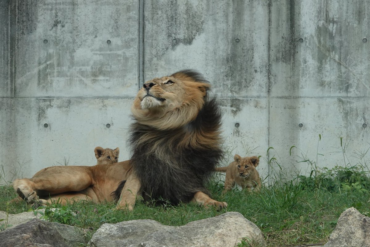 shizunkun0713's tweet image. 父の立派な鬣🦁
#のんほいパーク
#ライオン