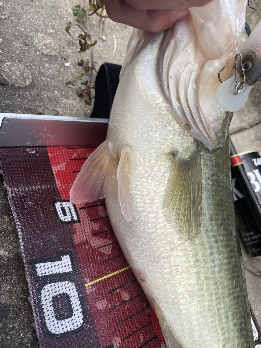 とりあえず🐖🐖🐖
ランビットSRで良い魚🐟
ボーダー越えたが悩ましいꔛ