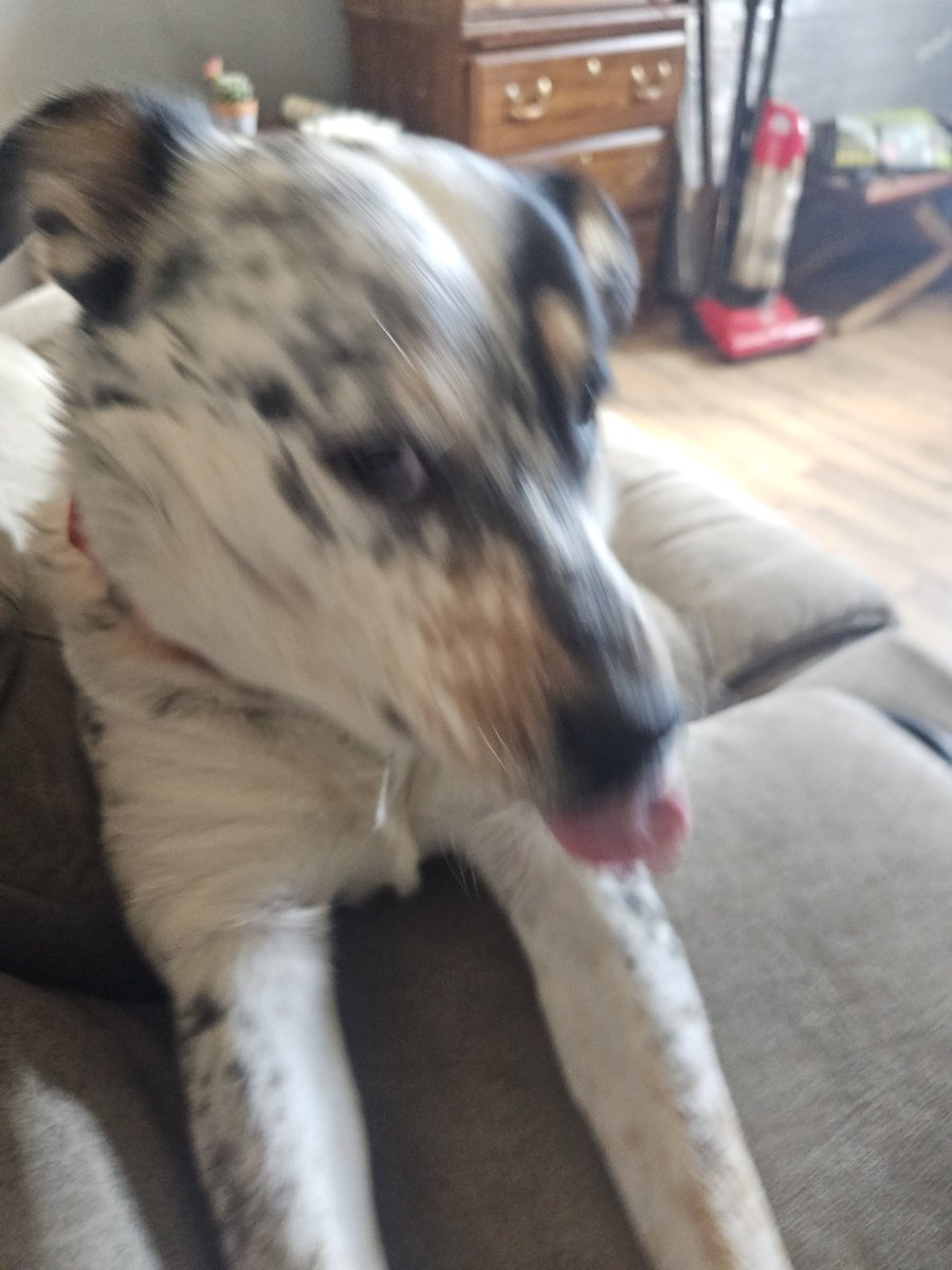 My stupid chud son