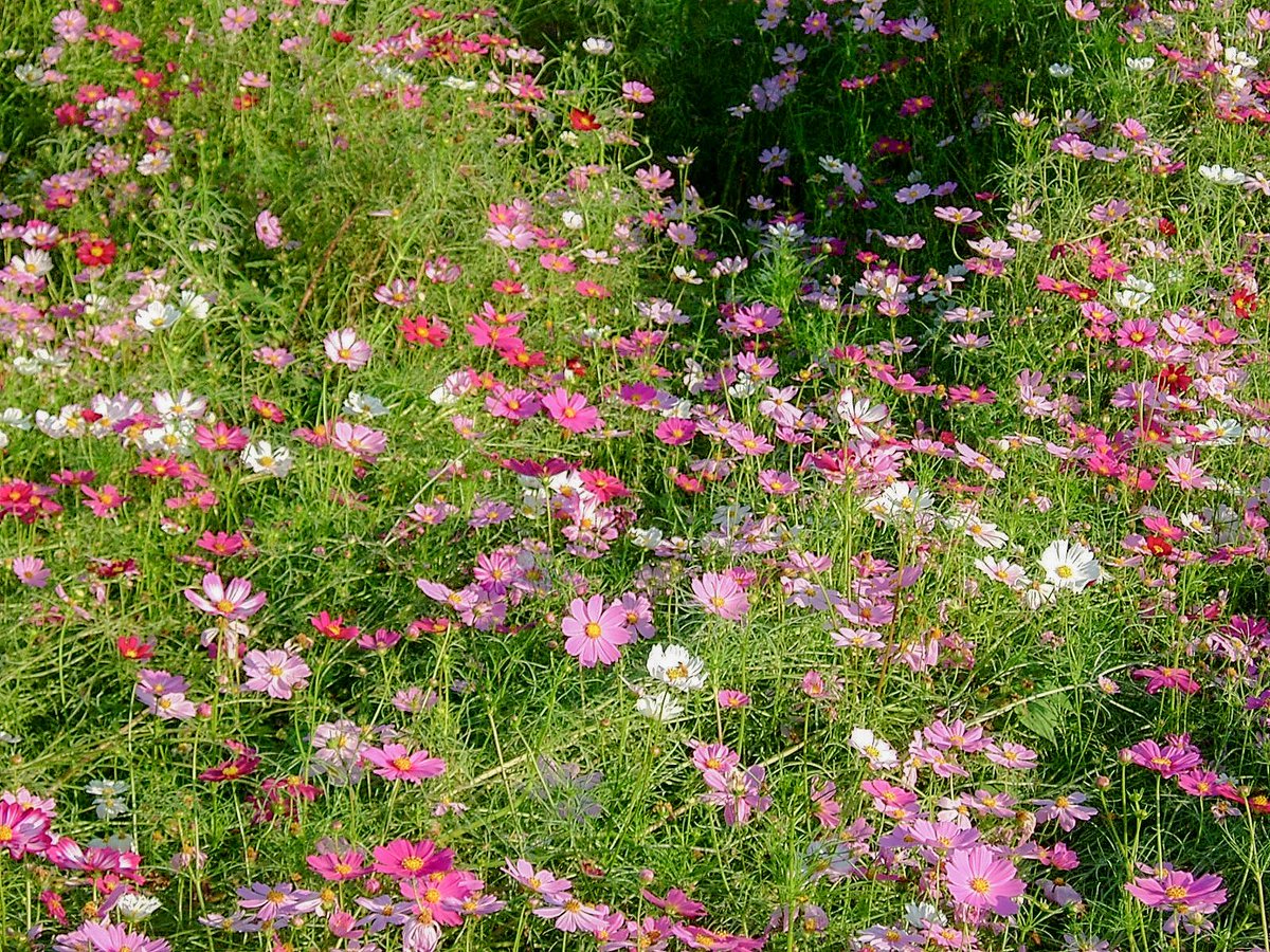 _epdl's tweet image. 가을이 있었는데요…