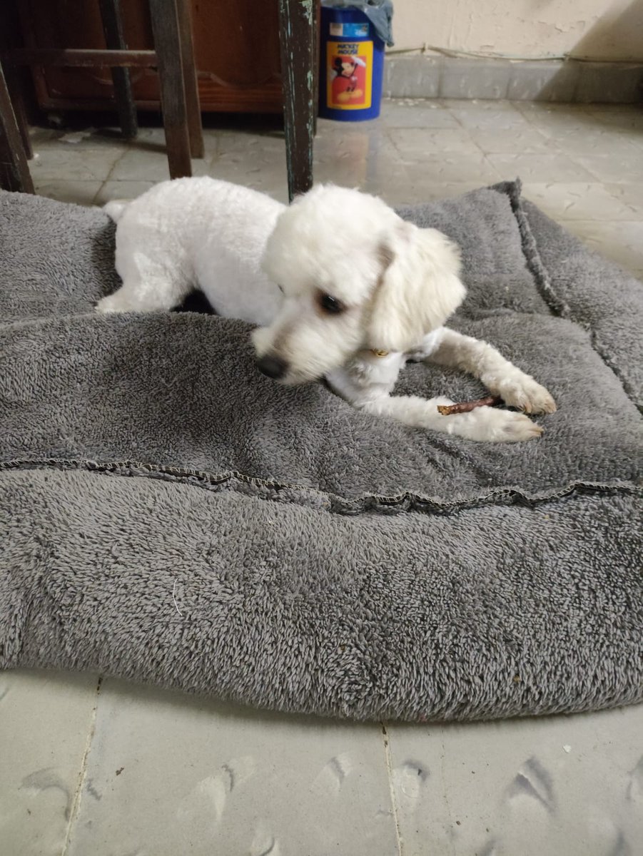 Me volvieron a dejar irreconocible a mi muchacho. 😆