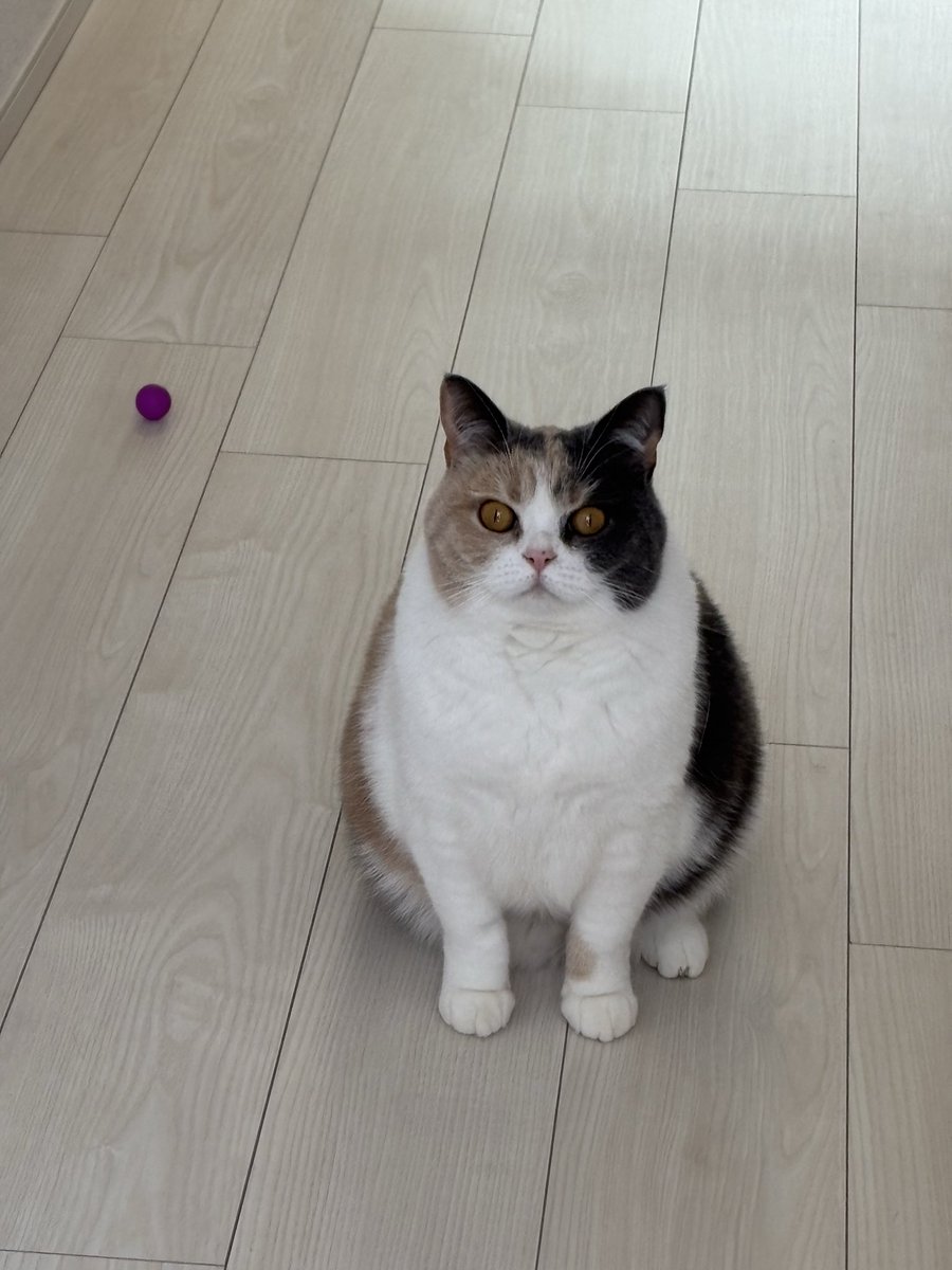 あさみん あさみん (@asamix0730) / Posts / X