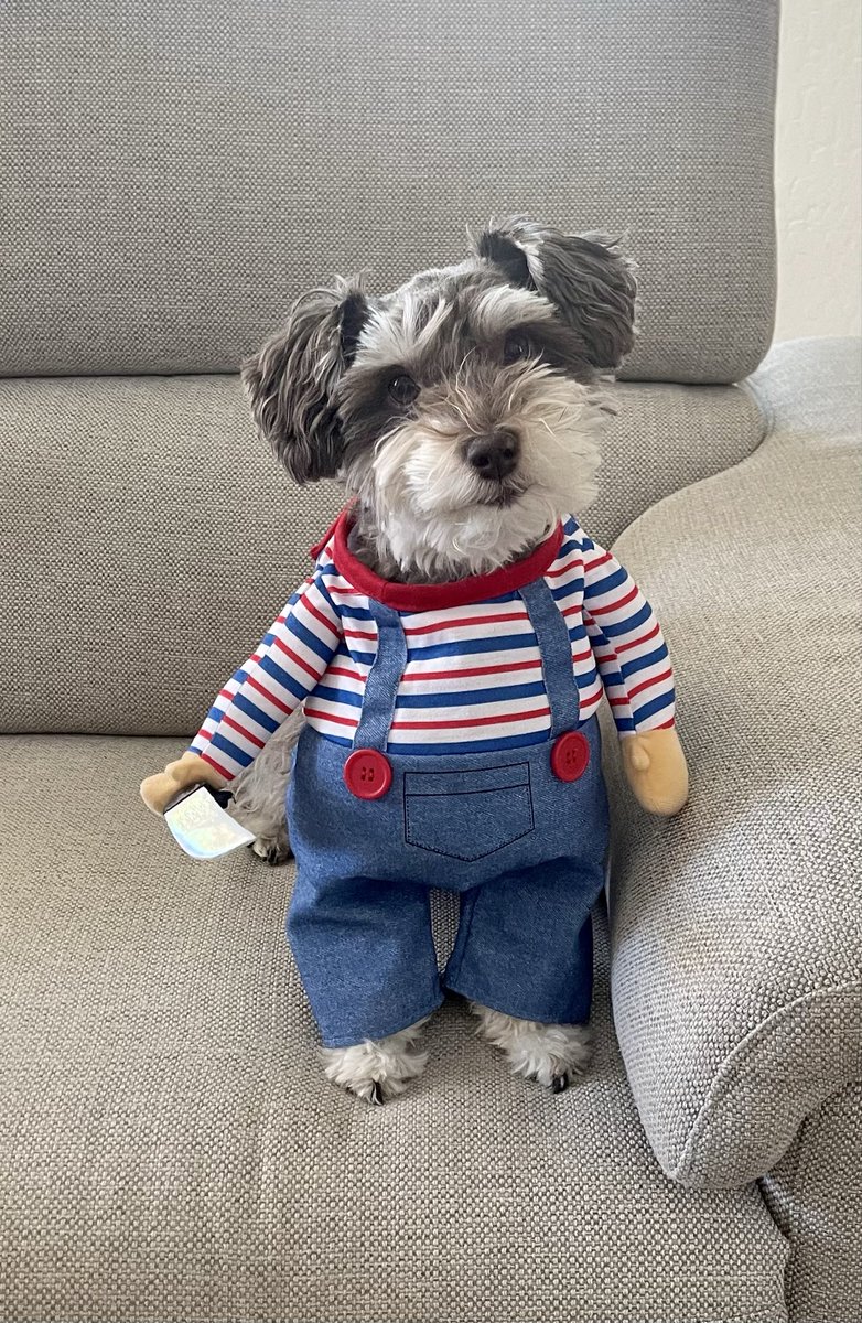 It’s Louie Tuesday! Goodnight from Arizona. 🌙