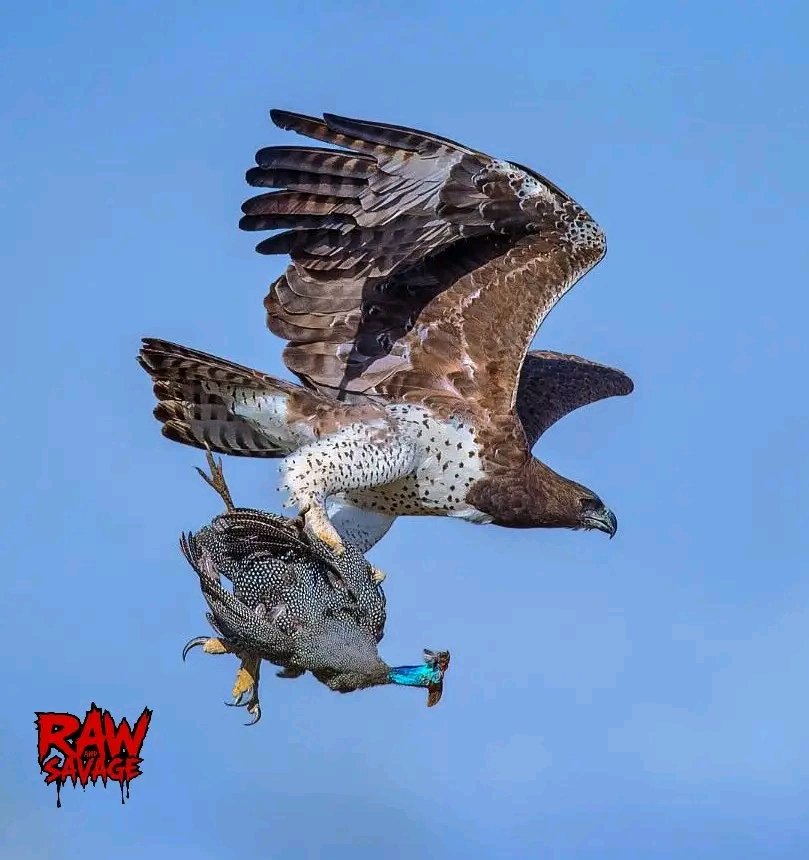 Successful hunt have a beautiful day champions